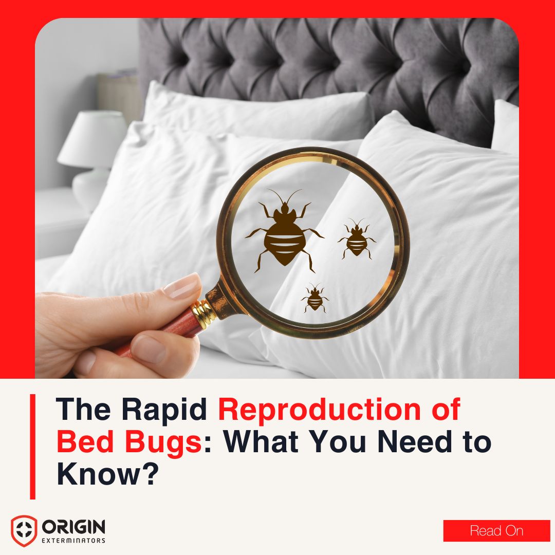 The Rapid Reproduction of Bed Bugs What You Need to Know